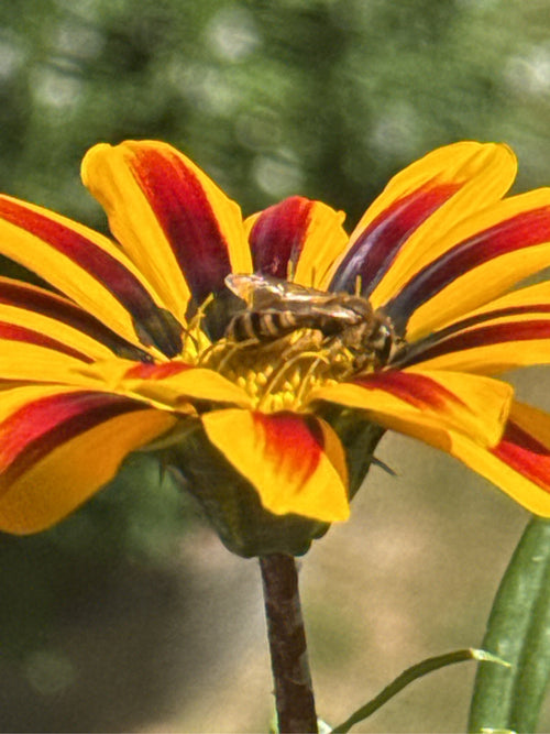 Furchenbienen (Halictus) – Bild 4