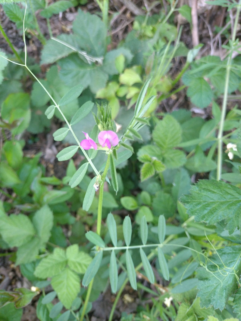 Das Bild zeigt eine blühende Futter-Wicke mit typischen pinken Blüten und gefiederten Blättern. Sie wächst inmitten von anderem Grün am Boden.