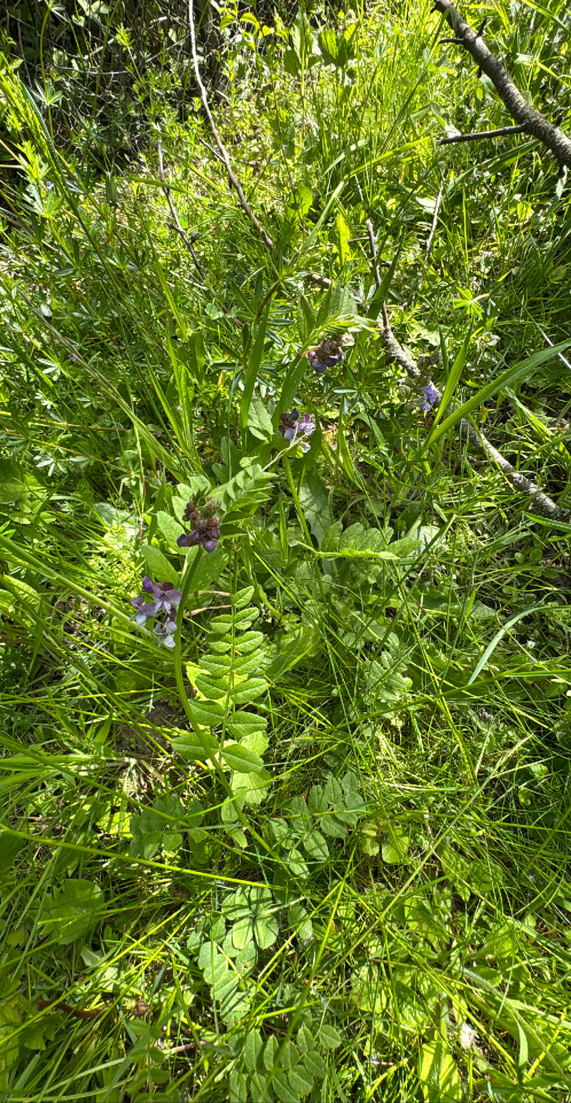 Zu sehen ist eine blühende Futter-Wicke mit ihren charakteristischen violetten Blüten und gefiederten Blättern. Sie wächst mitten in einer Wiese umgeben von ...