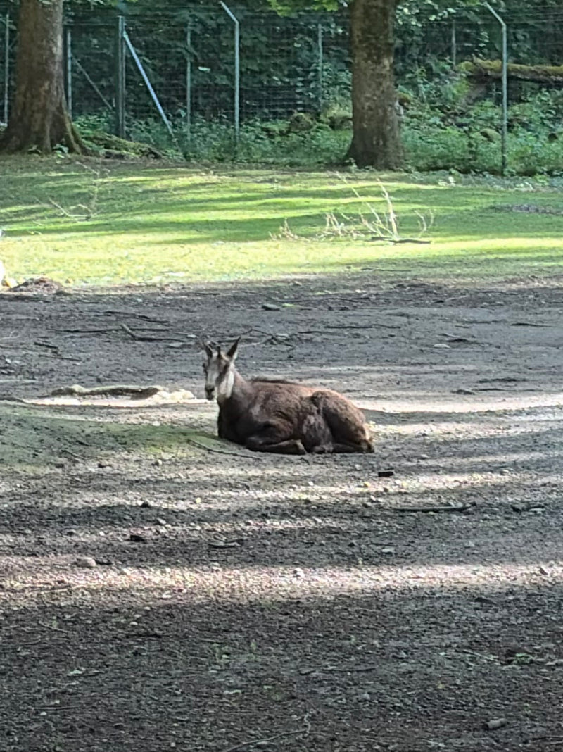 Eine Gämse ruht auf einem erdigen Waldboden im Schatten von Bäumen. Im Hintergrund ist ein Zaun erkennbar.
