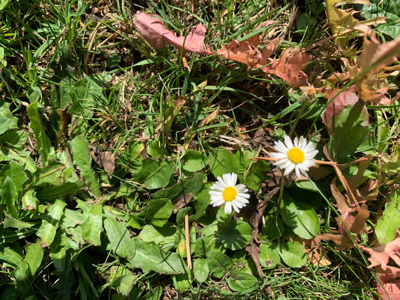 Tausendschoen — Bild 1