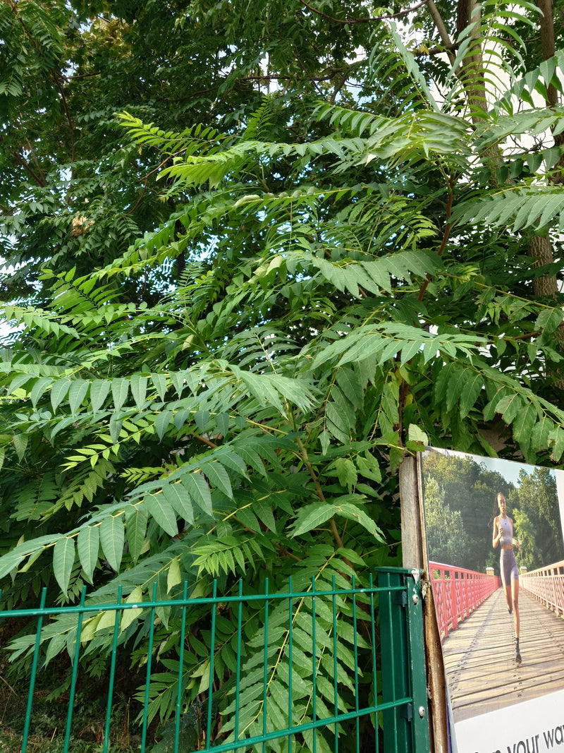 Ein Götterbaum mit seinen charakteristischen, lang gefiederten Laubblättern wächst hinter einem grünen Metallzaun.