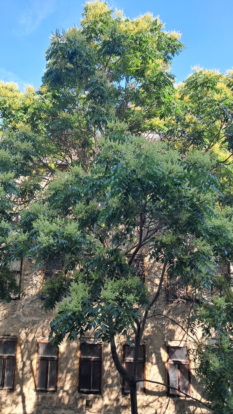 Götterbaum — Bild 2 von 29