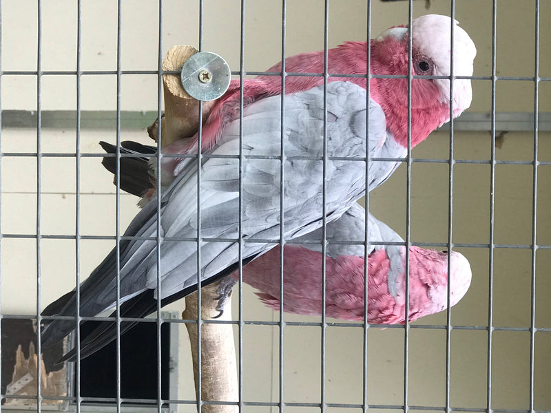 Galah-Kakadu — Bild 1 von 10
