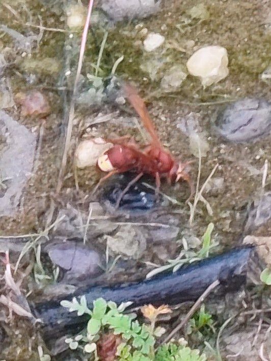 Eine rötlich-braune Feldwespe sitzt auf dem unebenen Boden zwischen kleinen Steinen und spärlichen Pflanzenresten.