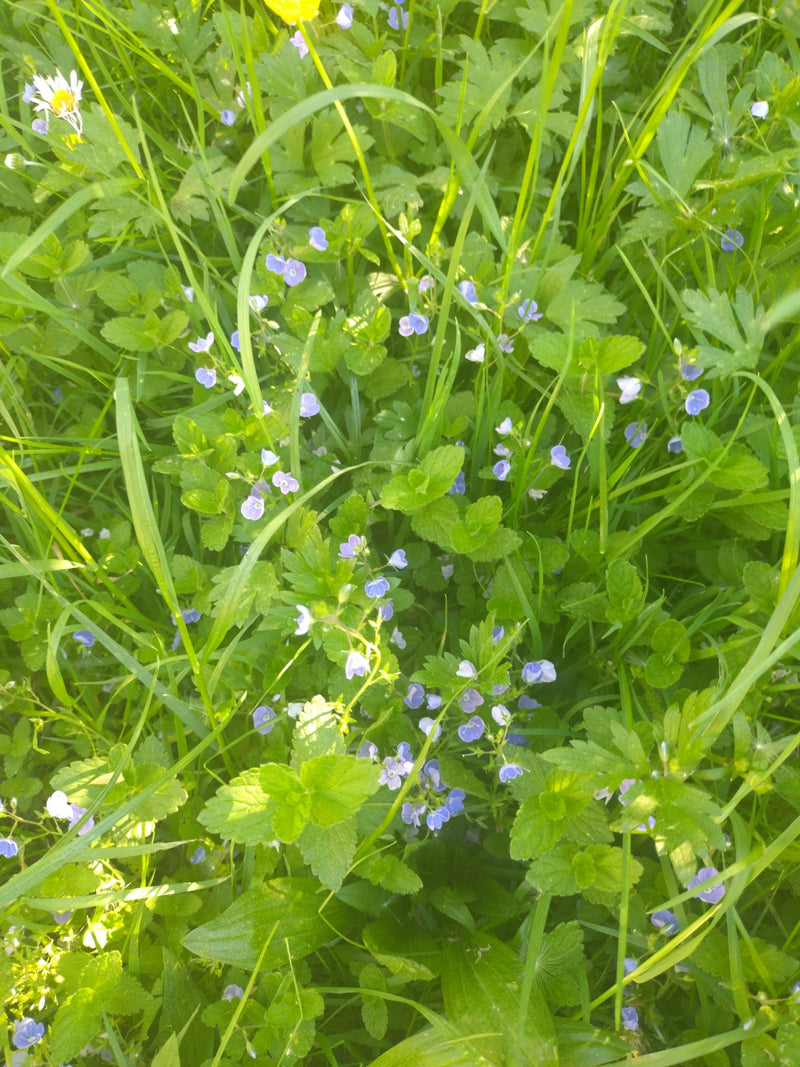 Auf dem Bild ist der Gamander-Ehrenpreis mit seinen charakteristischen blauen Blüten in einer Wiese zu sehen.