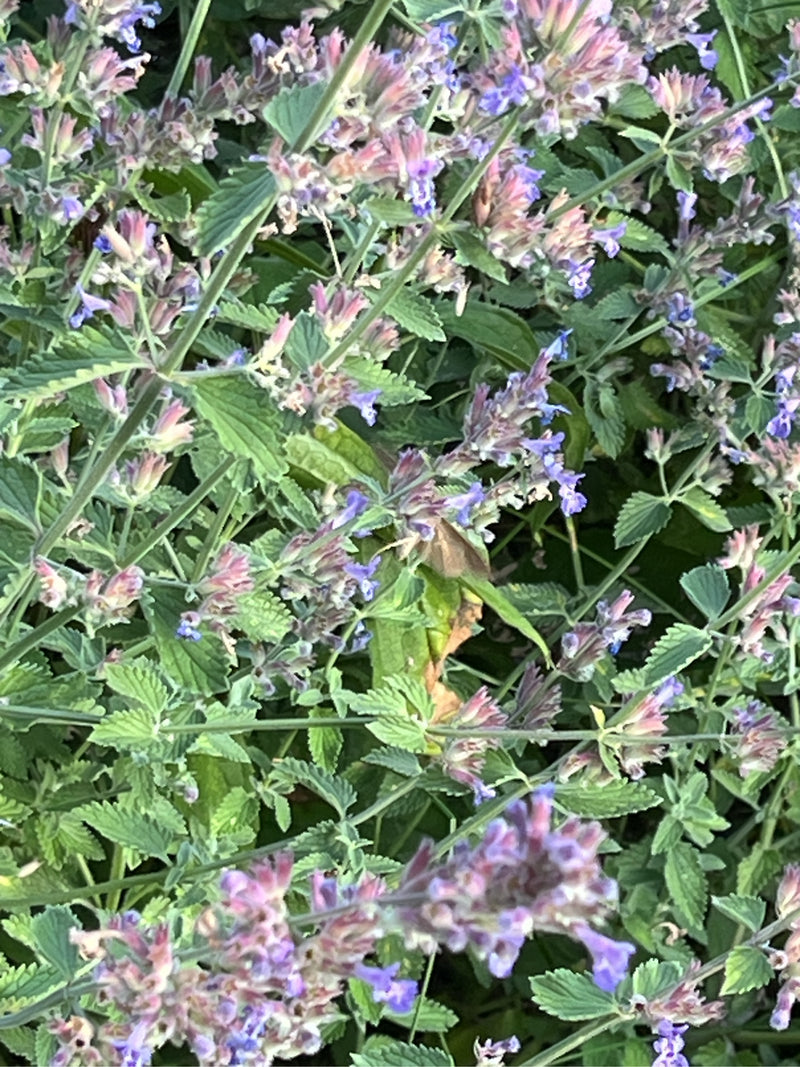 Gammaeule — Bild 1 von 13