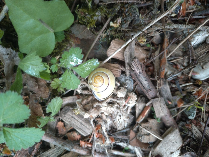 Auf dem Bild ist eine Garten-Bänderschnecke mit hellem, gestreiftem Gehäuse zu sehen. Sie sitzt auf dem Waldboden zwischen Laub und Holz.