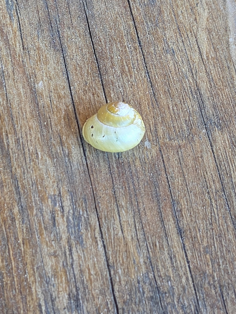 Auf einer strukturierten Holzoberfläche liegt das helle Gehäuse einer Garten-Bänderschnecke. Das Schneckenhaus ist deutlich zu erkennen.