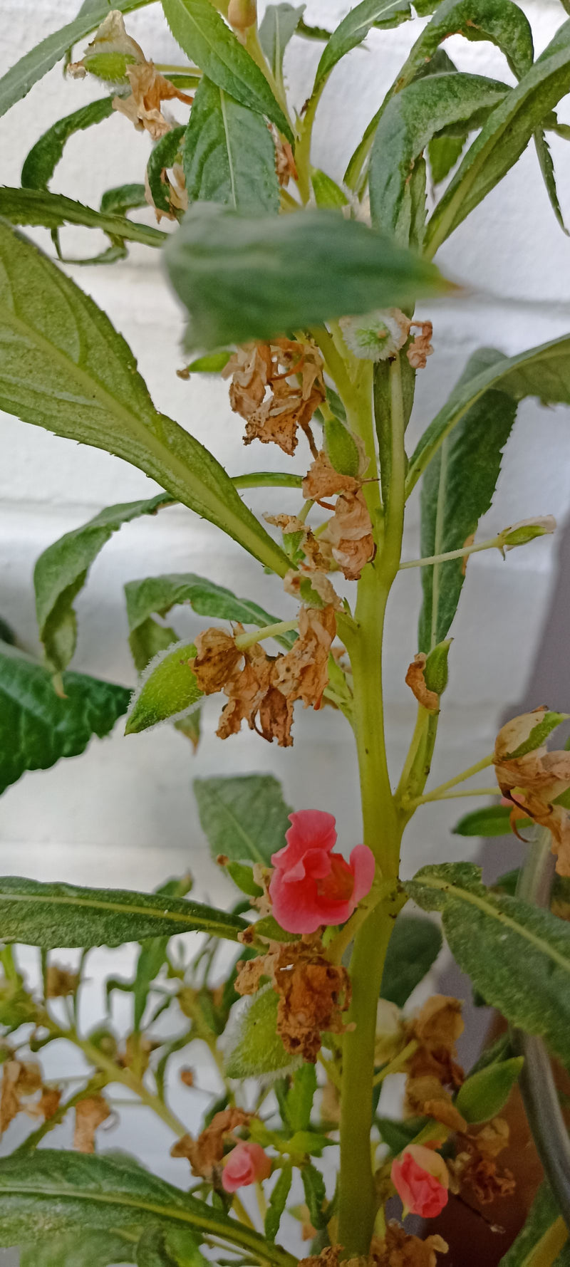 Garten-Balsamine — Bild 2 von 2
