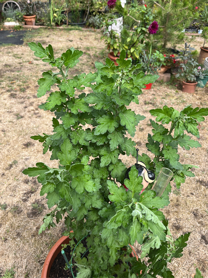 Garten-Chrysantheme — Bild 1 von 1