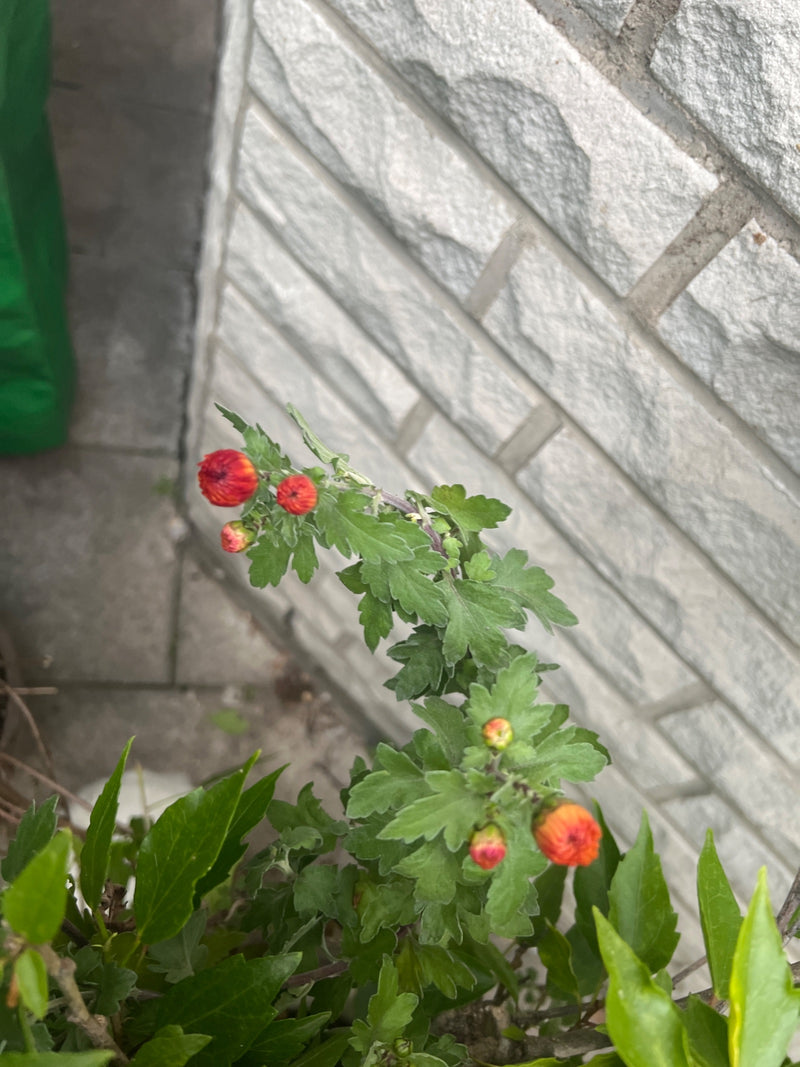 Ein Stängel einer Chrysantheme mit rötlichen Blütenknospen und gezähnten Blättern wächst vor einer grauen Mauer.