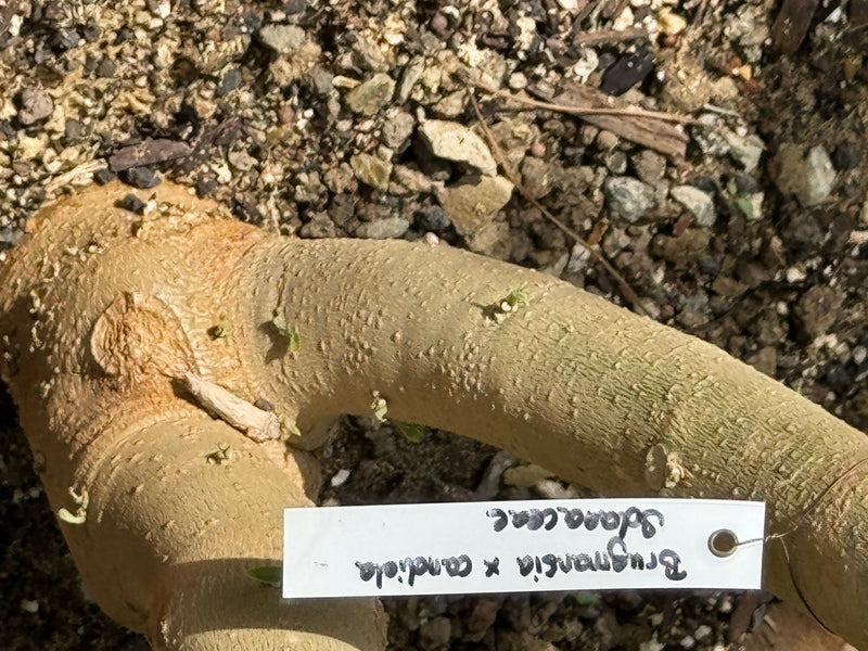 Garten-Engelstrompete — Bild 2 von 4