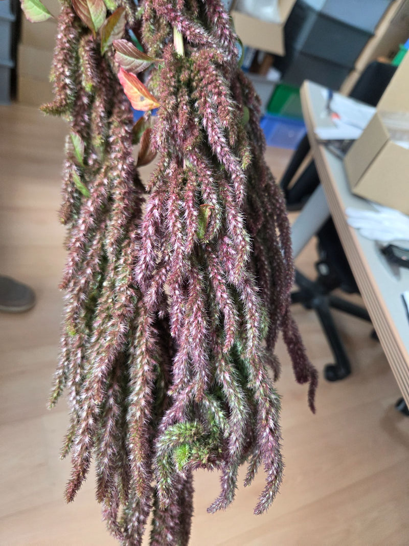 Garten-Fuchsschwanz — Bild 1 von 3