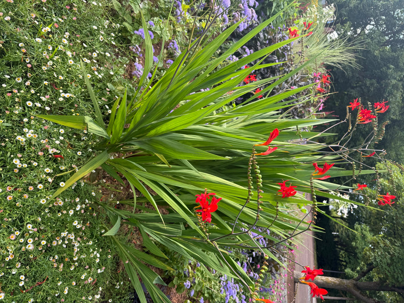 Garten-Montbretie — Bild 1 von 3