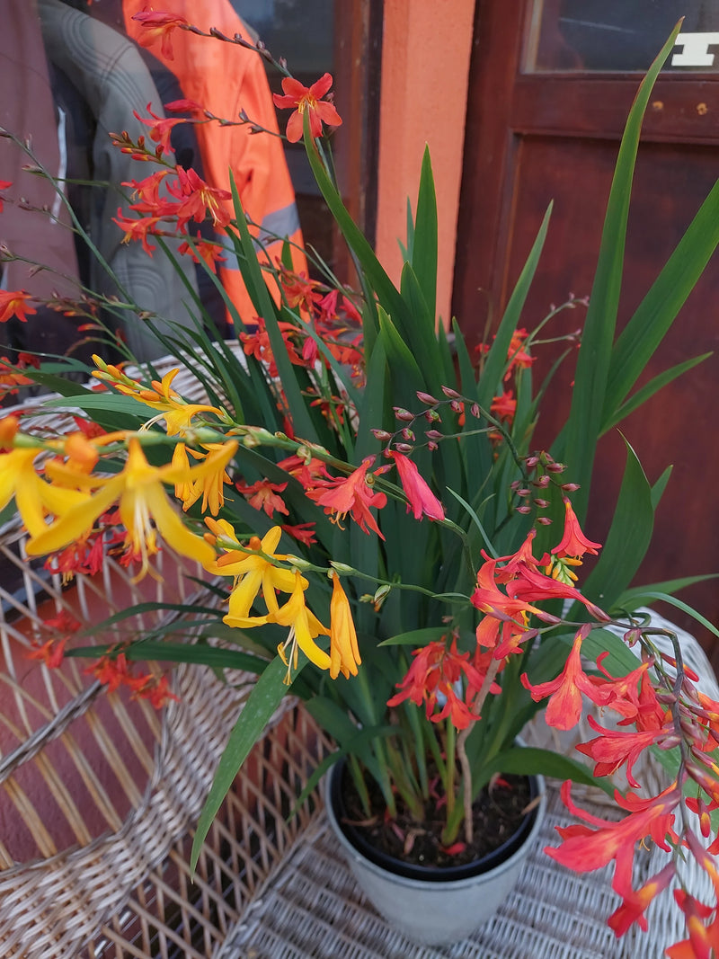 Garten-Montbretie — Bild 2 von 3