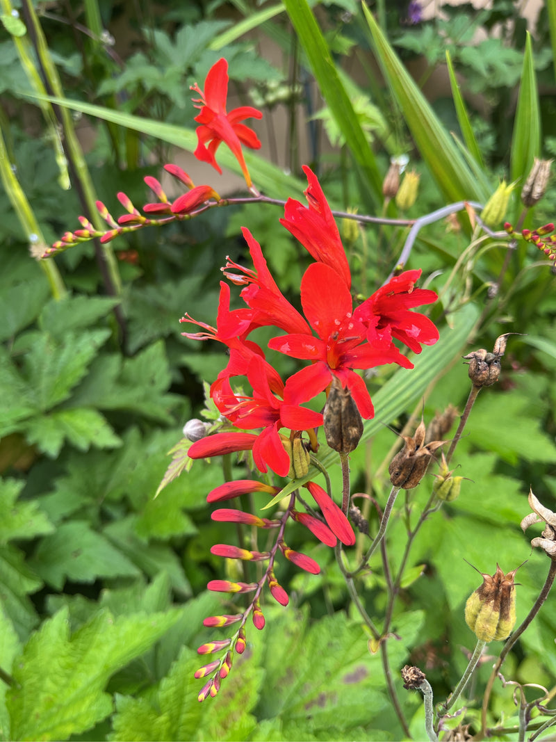 Garten-Montbretie — Bild 3 von 3