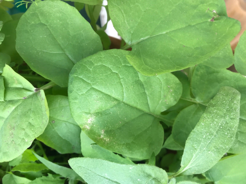 Auf dem Bild sind grüne Blätter des Garten-Rettichs von oben zu sehen. Sie wachsen dicht beieinander auf dem Boden.