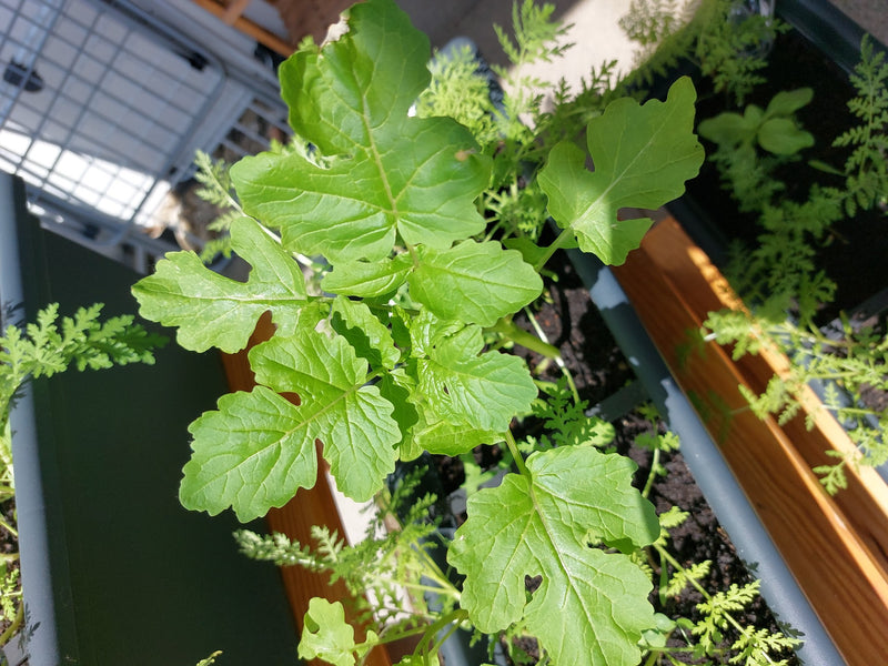 Auf dem Bild ist eine junge Garten-Rettichpflanze mit frischgrünen, gelappten Blättern zu sehen. Sie wächst in einem Pflanzgefäß gefüllt mit Erde.