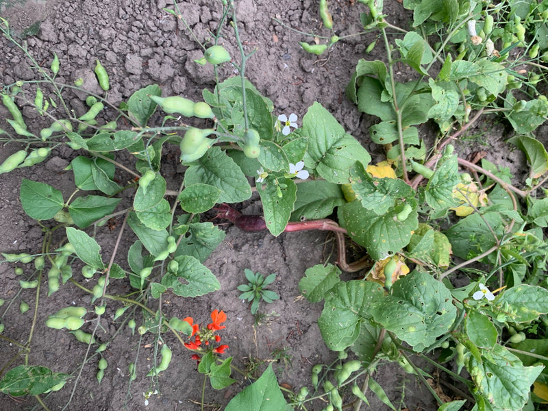 Auf dem Bild ist eine blühende Pflanze des Garten-Rettichs mit grünen Blättern und Schoten von oben zu sehen. Sie wächst auf offenem Gartenboden.