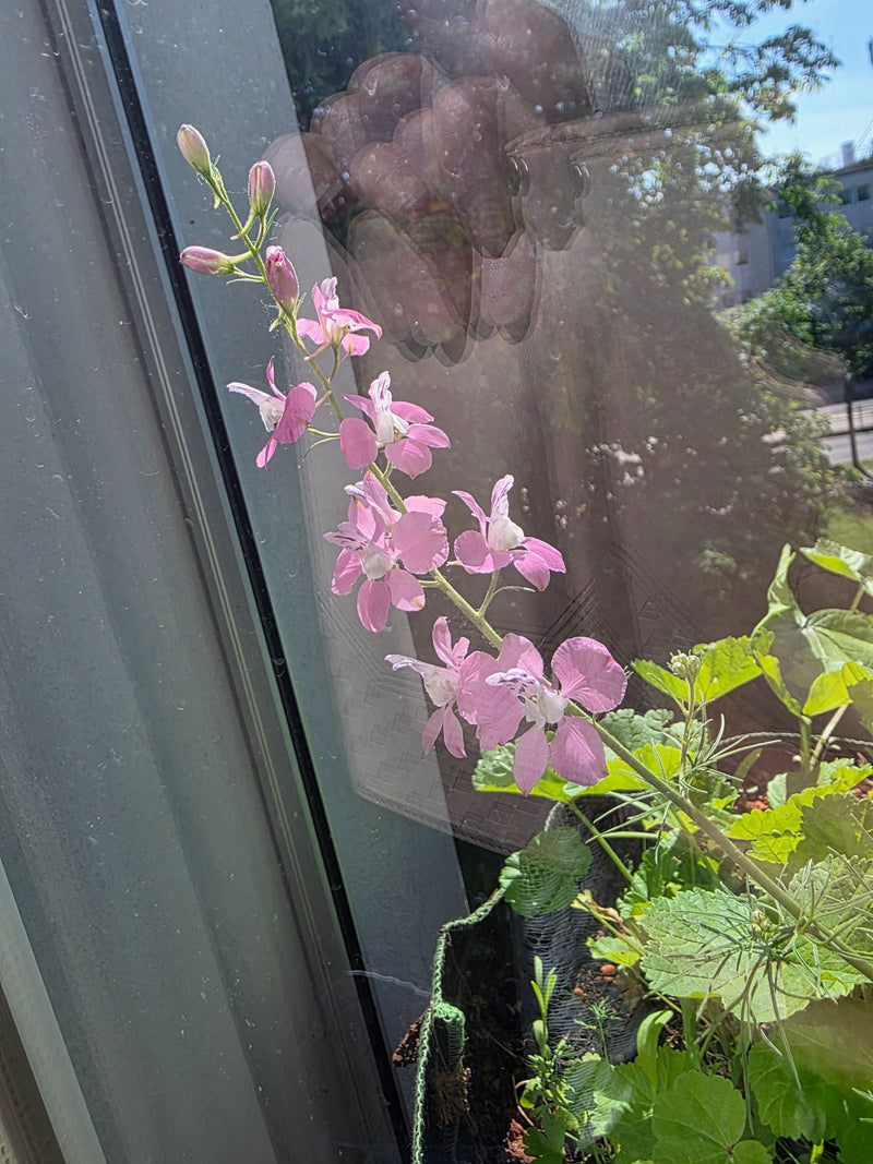 Garten-Rittersporn — Bild 4 von 12