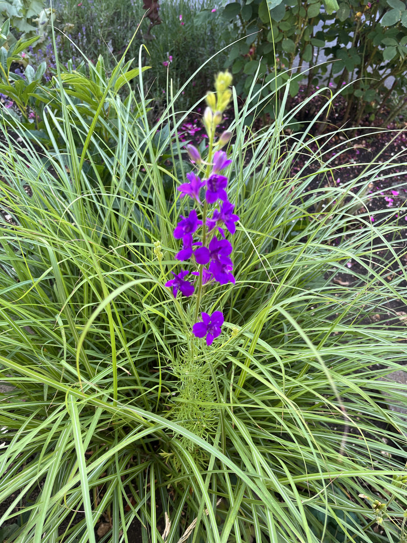 Garten-Rittersporn — Bild 1 von 12
