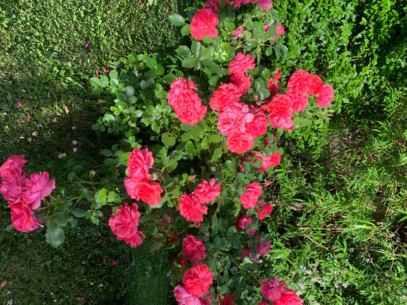Gartenrose — Bild 1