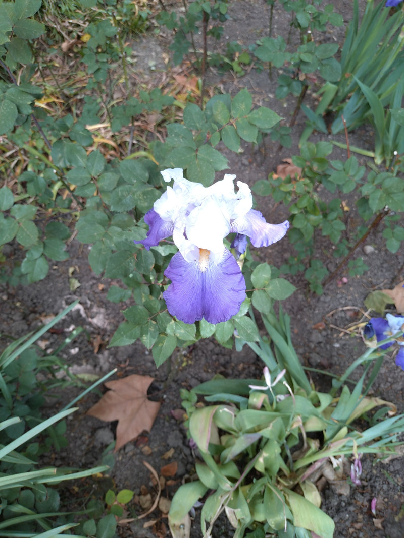 Zu sehen ist eine blühende Deutsche Schwertlilie mit blau-weißen Blütenblättern in einem Gartenbeet. Die Aufnahme zeigt die Blüte von oben vor einem Hintergr...