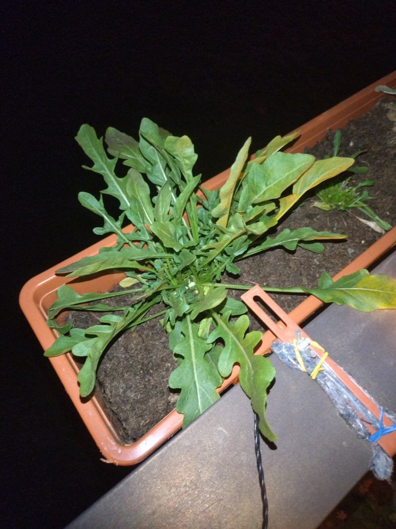 Die Garten-Senfrauke, auch bekannt als Rucola, ist eine beliebte Salatpflanze mit charakteristisch gelappten Blättern. Sie hat einen nussig-scharfen Geschmac...