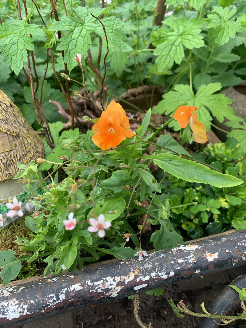 Auf der Aufnahme ist ein blühendes Garten-Stiefmütterchen mit leuchtend orangefarbenen Blüten zu sehen. Es steht inmitten von grünem Blattwerk in einem Garten.