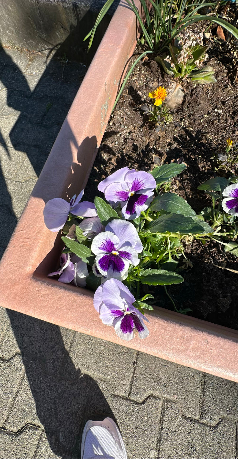 Auf dem Bild sind hellviolette und weiße Garten-Stiefmütterchen mit markanter dunkler Zeichnung zu sehen. Sie wachsen in einem länglichen Pflanzkübel auf ein...