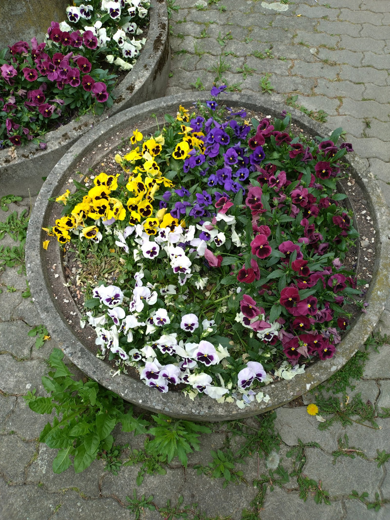 Zu sehen ist eine Vielzahl blühender Garten-Stiefmütterchen in verschiedenen Farben, die in einem runden Pflanzkübel auf Steinen stehen.