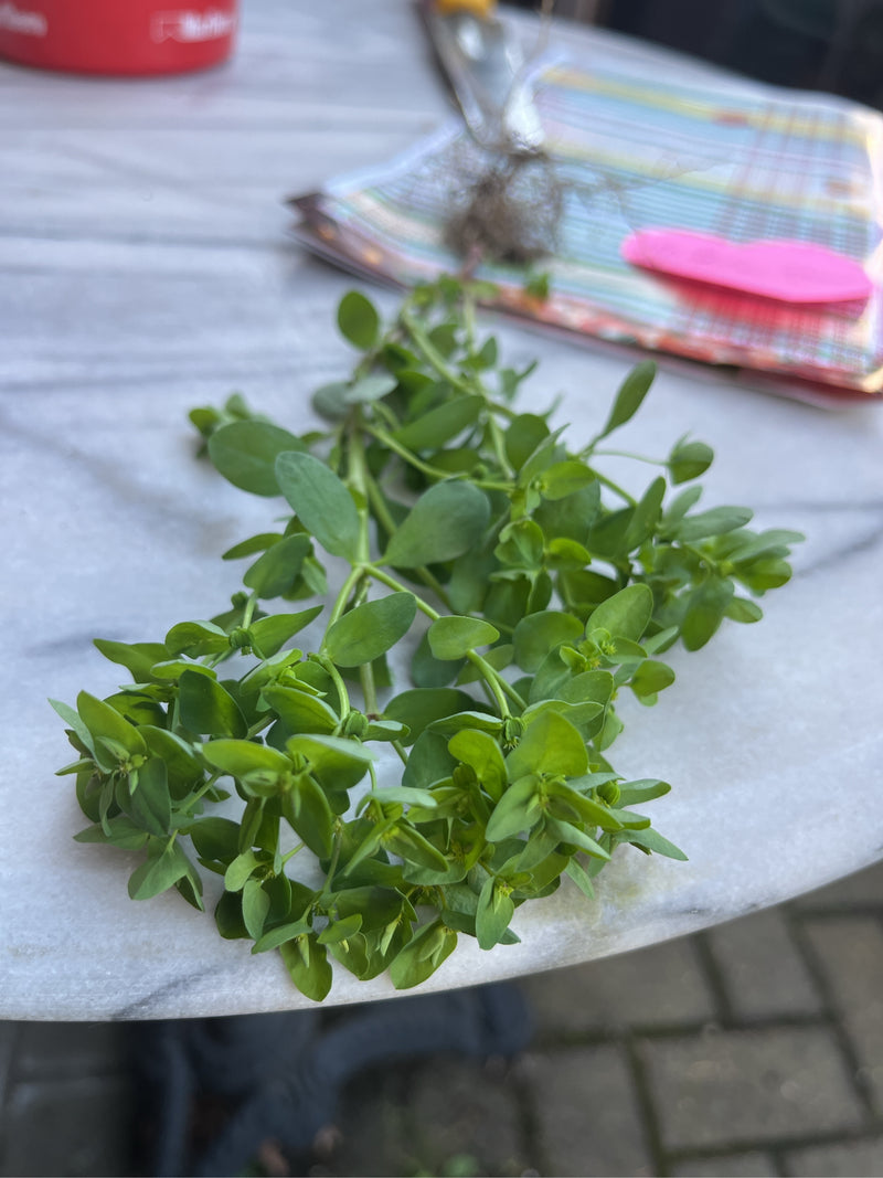 Garten-Wolfsmilch — Bild 3