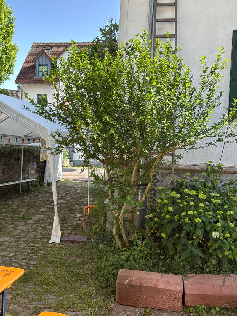 Hibiskus — Bild 5