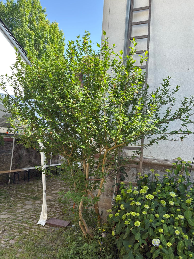 Hibiskus — Bild 3