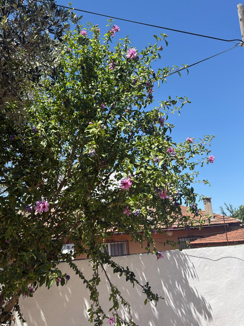 Hibiskus — Bild 1