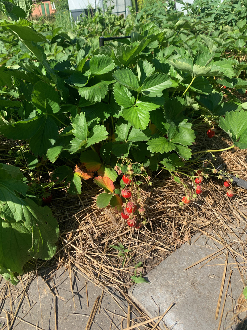 Auf dem Bild ist eine gesunde Gartenerdbeere mit üppigen grünen Blättern und mehreren roten Früchten zu sehen. Die Pflanze wächst in einem Beet mit Strohbede...