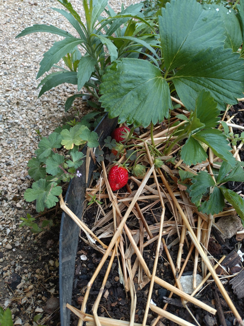 Zu sehen ist eine Gartenerdbeere mit grünen Blättern und roten Früchten, die auf einem Beet mit Strohmulch wächst. Die Aufnahme zeigt die Pflanze von oben in...