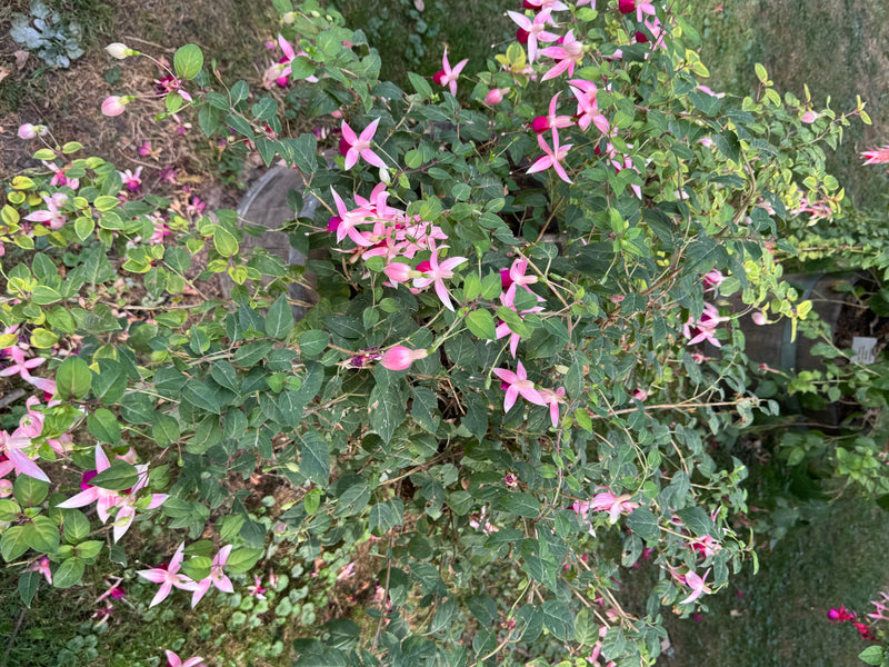 Gartenfuchsie — Bild 2 von 2