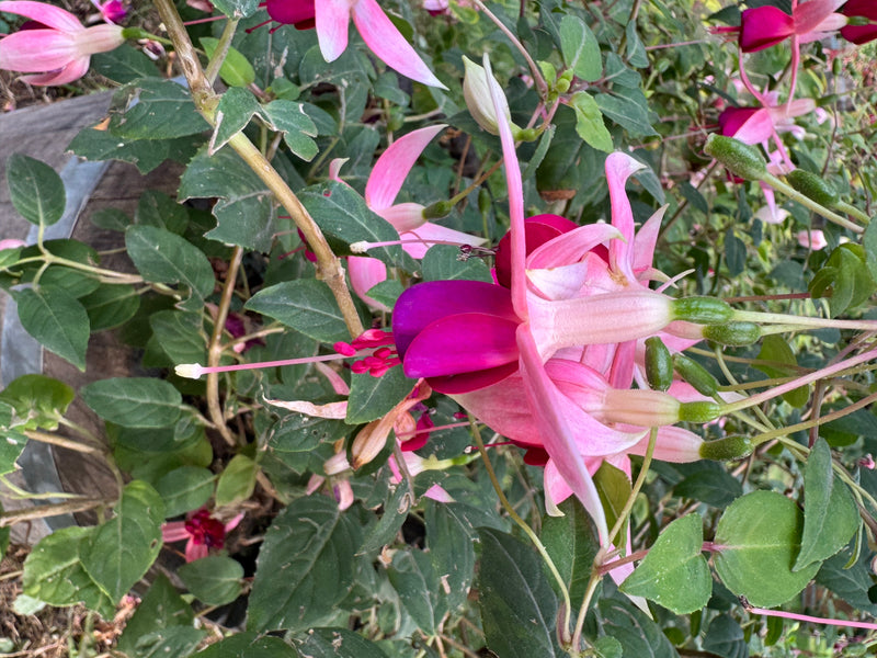 Gartenfuchsie — Bild 1 von 2