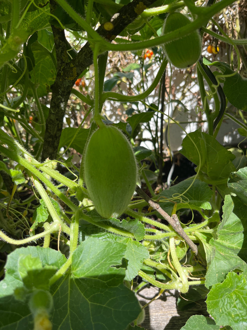 Gurken — Bild 4