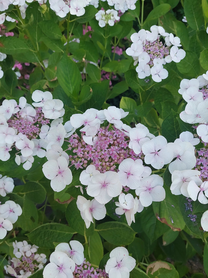 Hortensien — Bild 2