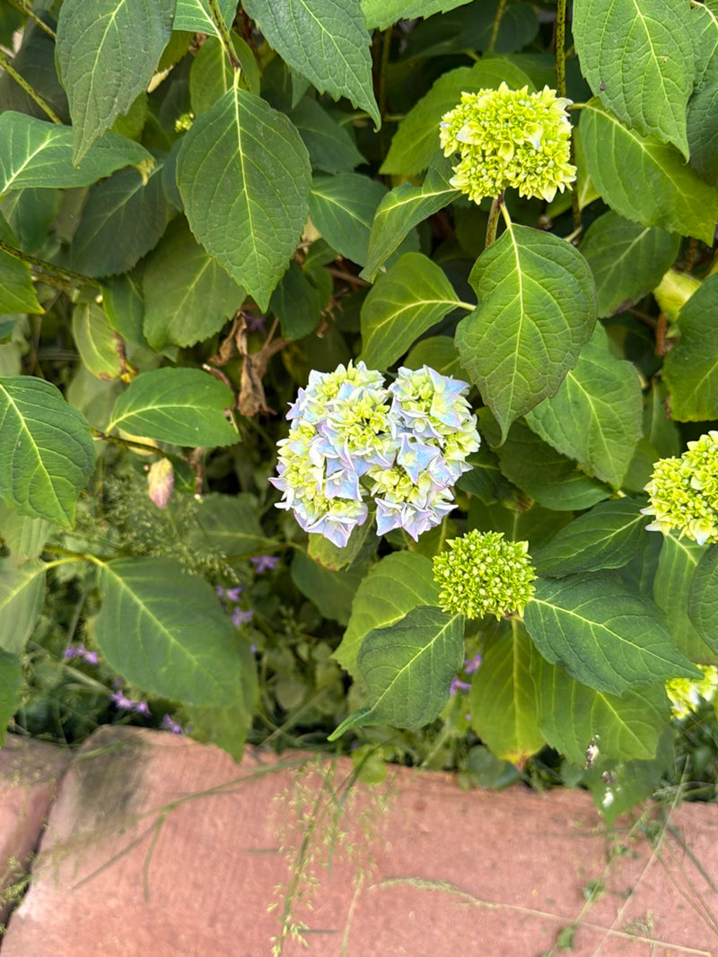 Hortensien — Bild 4