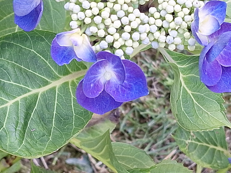 Hortensien — Bild 5