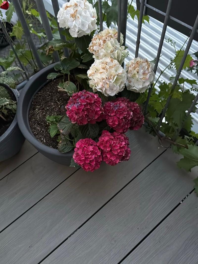 Hortensien — Bild 1