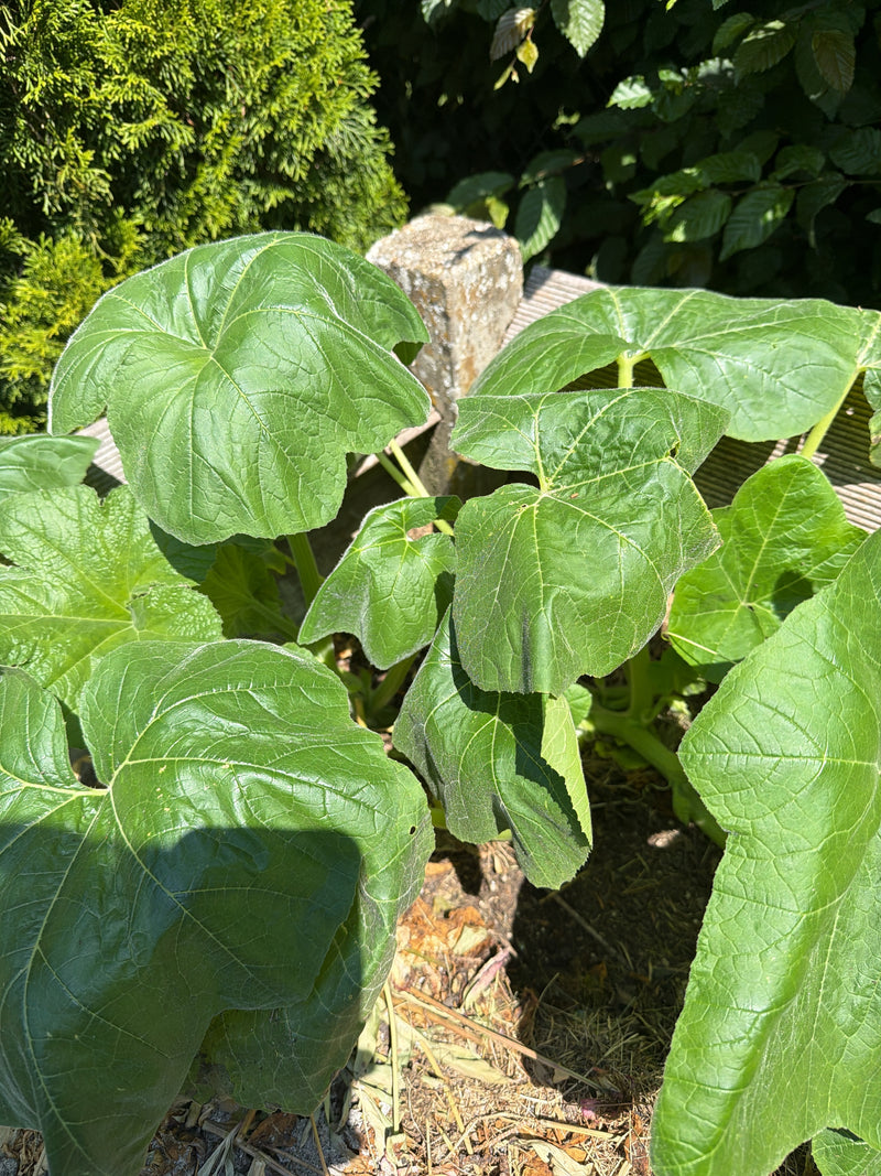Das Foto zeigt die großen, grünen Blätter einer heranwachsenden Zucchinipflanze in einem Gartenbeet. Die markante Blattstruktur ist gut zu erkennen.