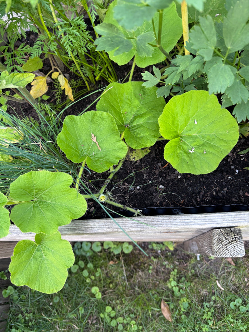 Zu sehen ist eine junge Zucchinipflanze mit mehreren großen, grünen Blättern. Sie wächst in der dunklen Erde eines Hochbeets.