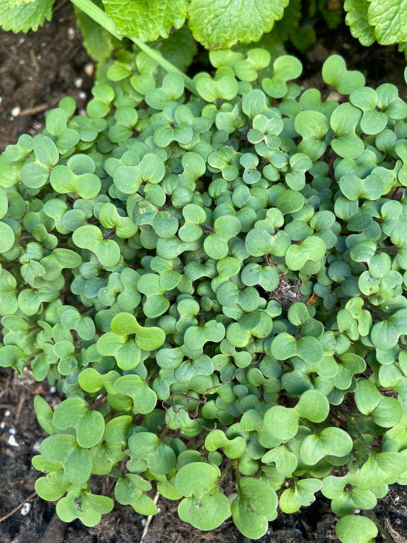Das Bild zeigt eine dichte Ansammlung junger Gartenkresse-Keimlinge mit saftig grünen Keimblättern. Die Aufnahme erfolgt aus der Vogelperspektive auf einen d...