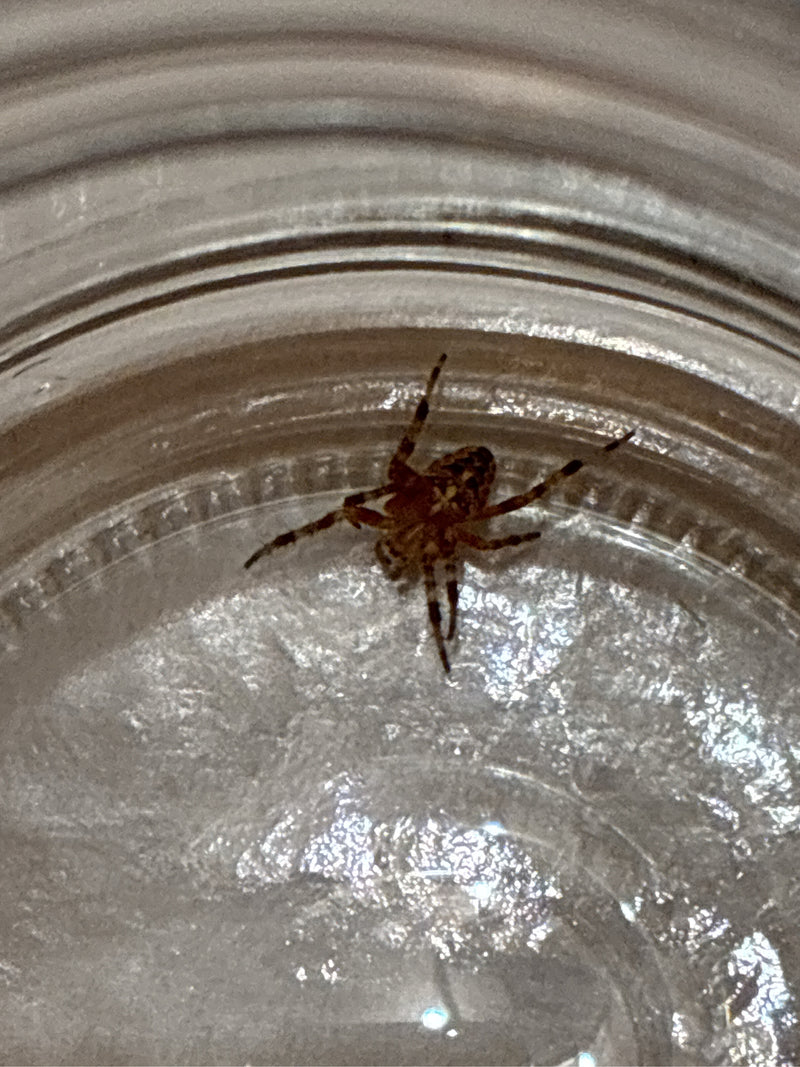 Eine Gartenkreuzspinne sitzt auf dem Glasrand eines Gefäßes. Das Tier ist gut erkennbar.