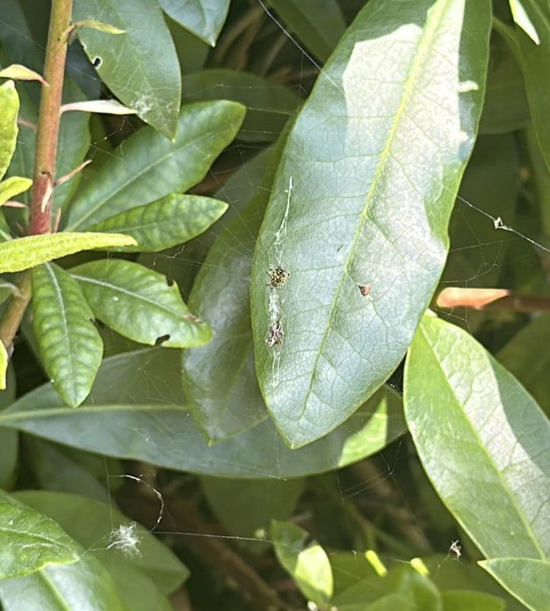 Zwei kleine juvenile Gartenkreuzspinnen sitzen auf einem grünen Blatt inmitten ihres Netzes.